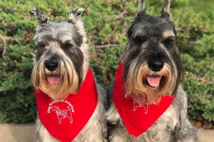 Dog Events in Michigan - BringFido