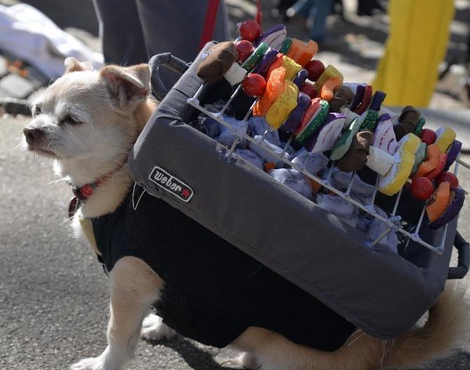 Great PUPkin Dog Costume Contest