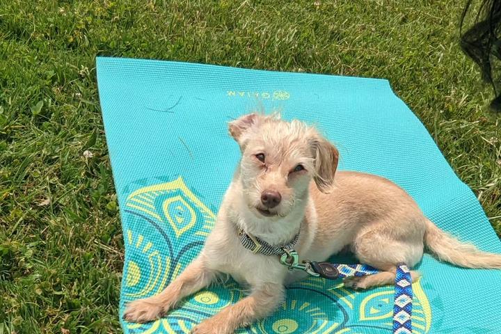 Pet Friendly Dog-Friendly Yoga at City Goods