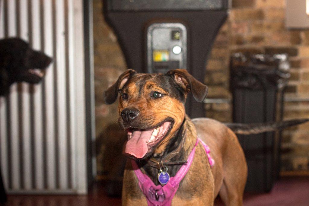 Pet Friendly Doggy Days at The SoFo Tap