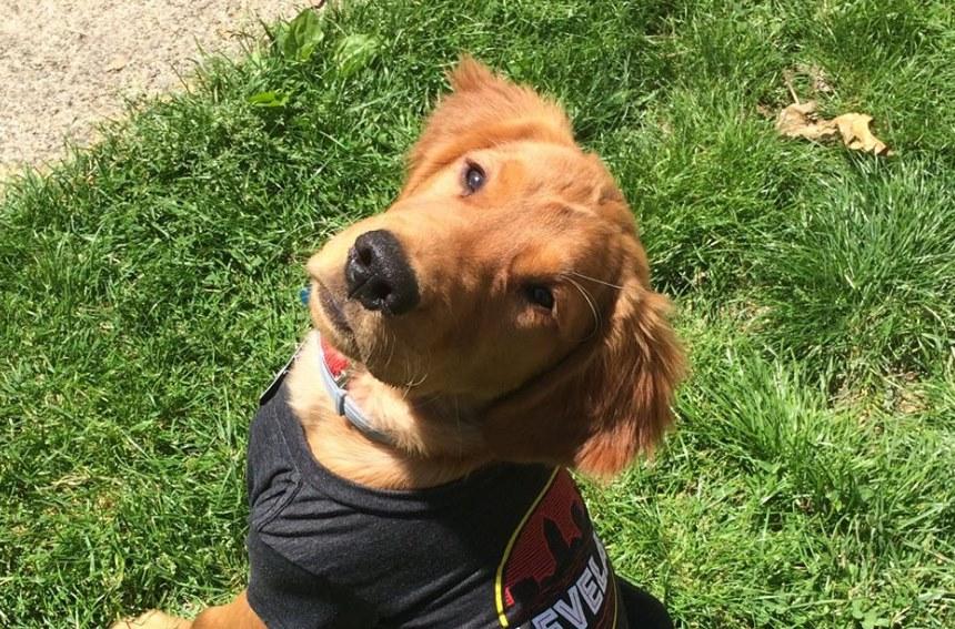 Dog Events In Ohio Bringfido
