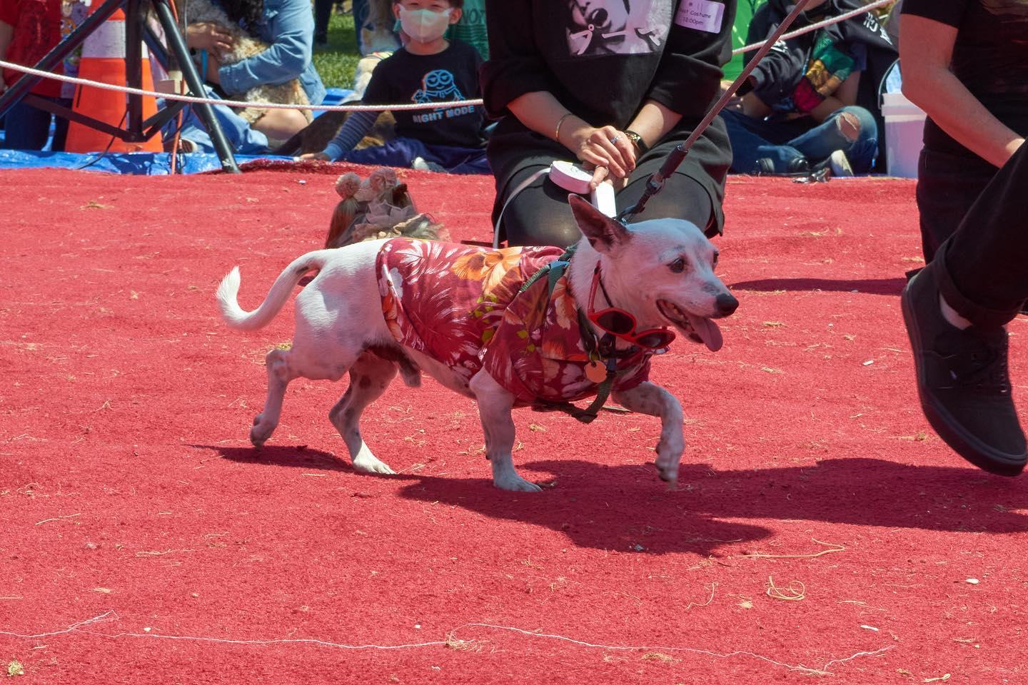 Pet Friendly McKinley Elementary School Annual Dogfest