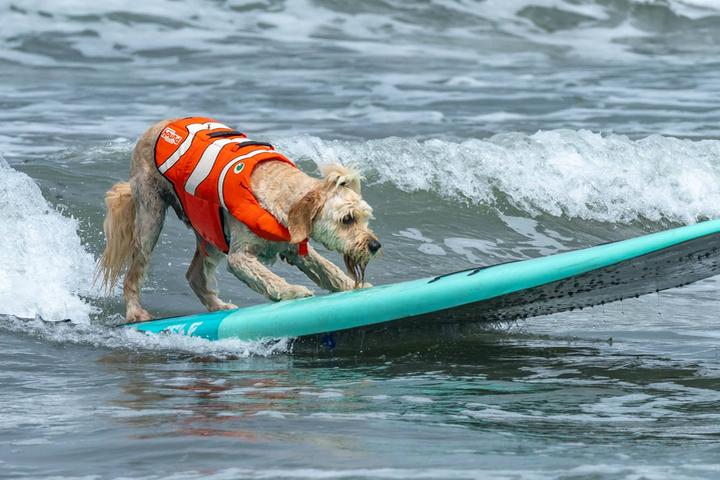 Dog Events In California Bringfido Dog Events Ca Bay Area 2022