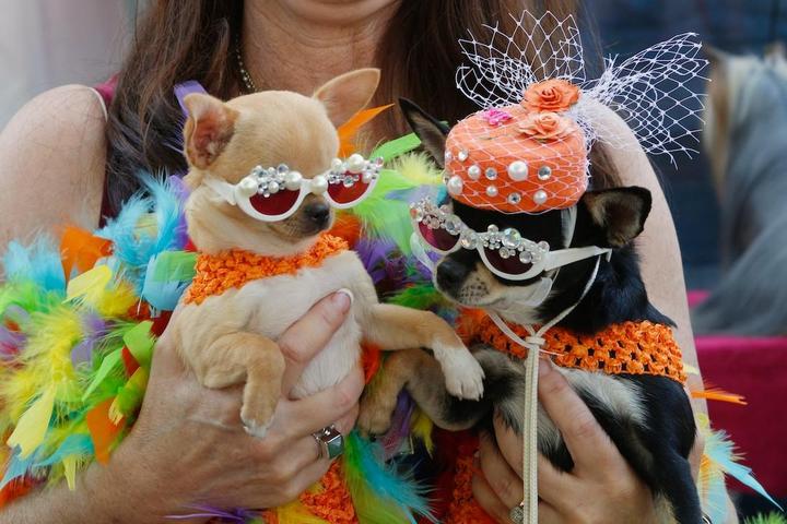 Dog Events In California Bringfido Dog Events Ca Bay Area 2022