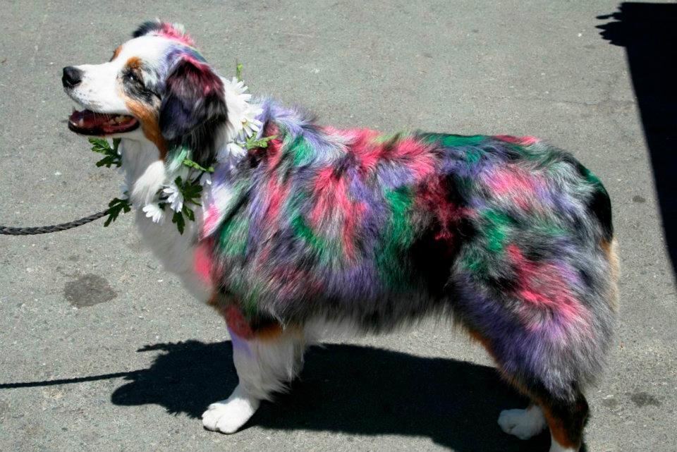 BringFido to Woofstock Dog Show