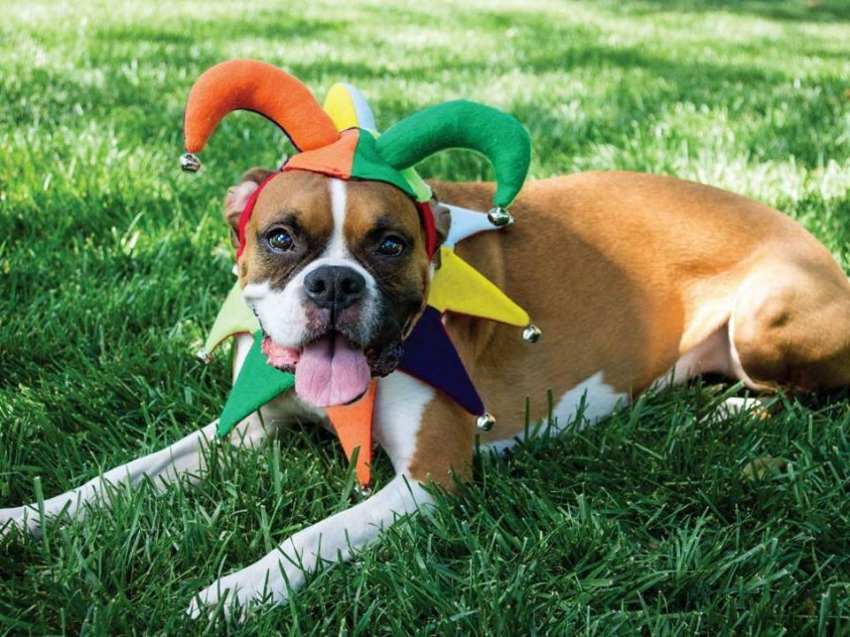 Pet Friendly Minnesota Renaissance Festival