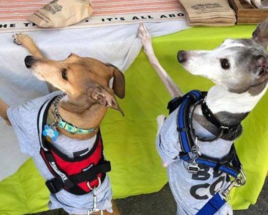Dog Events In Pennsylvania Bringfido