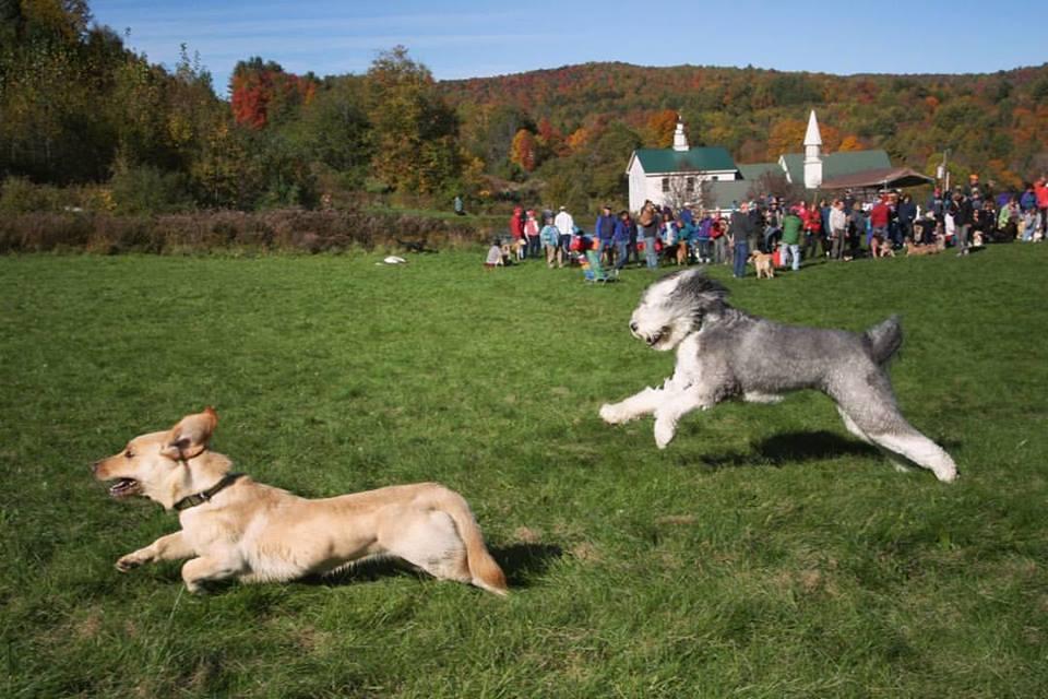 Pet Friendly Dog Mountain Summer Dog Party