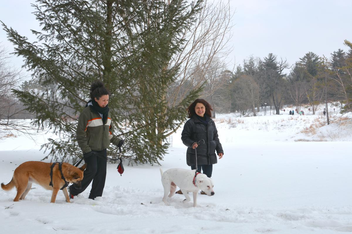 Morton arboretum sales dog day
