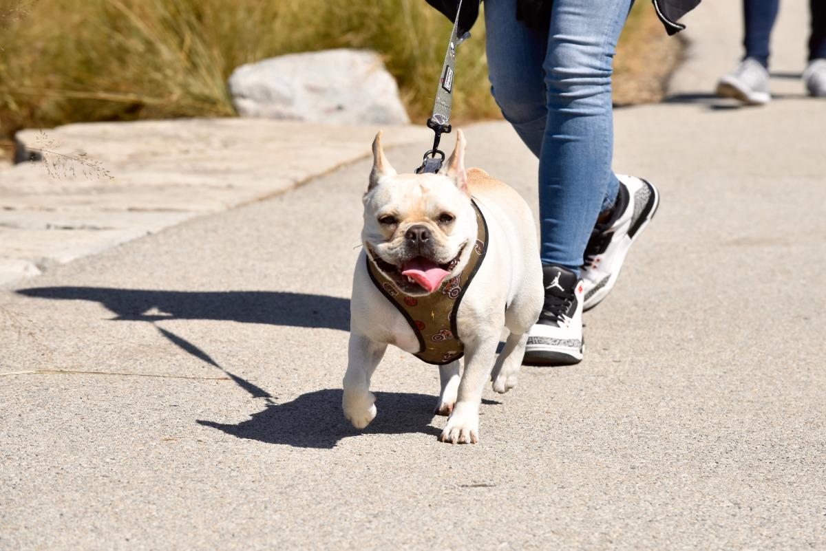 Morton arboretum store dog day