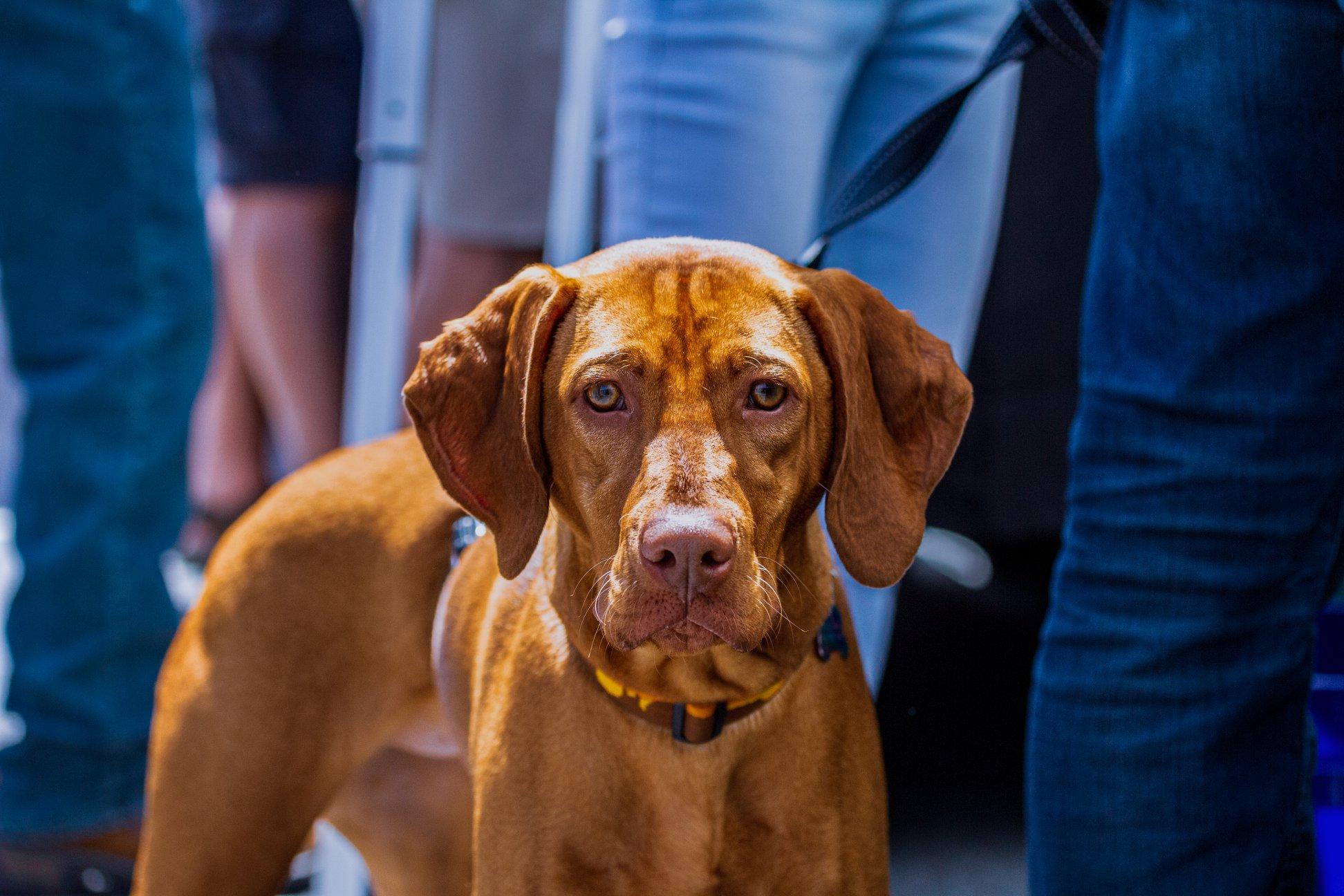 Pet Friendly Stomp & Brew - Craft Beer & Wine Festival