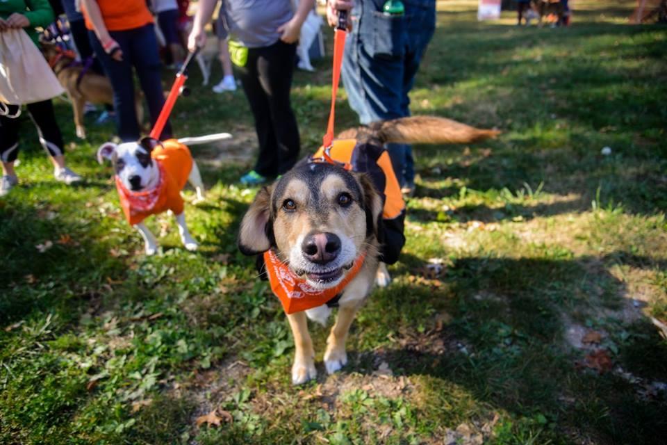 Image result for Strut Your Mutt - New York