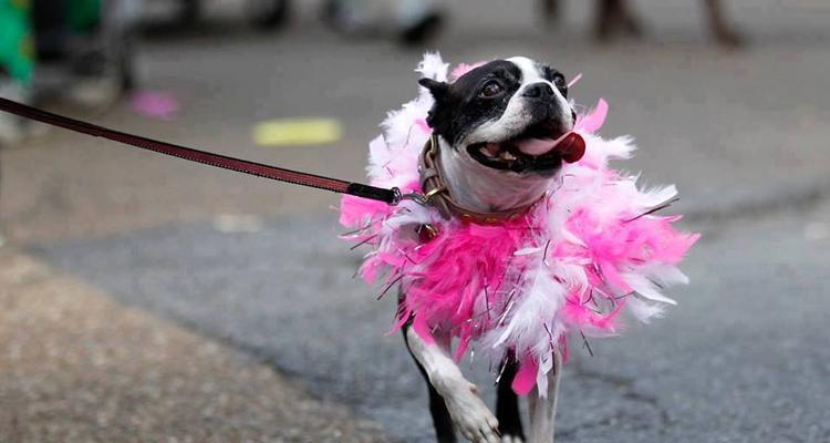 Image result for greater philadelphia pet expo