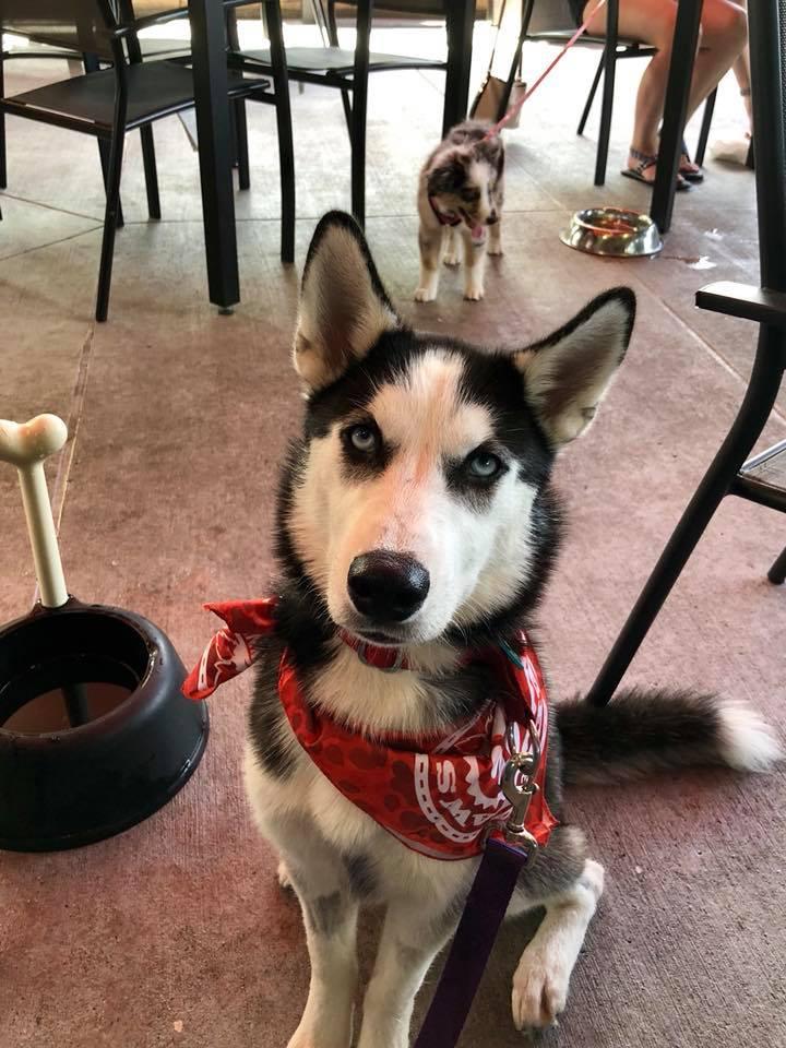 Pet Friendly Woo Woo Pawlooza