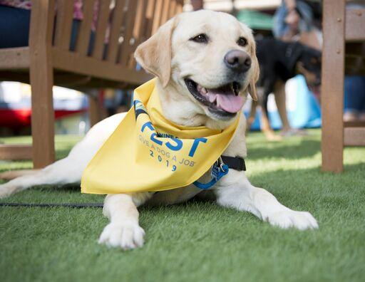 Dog Events Tx 2022