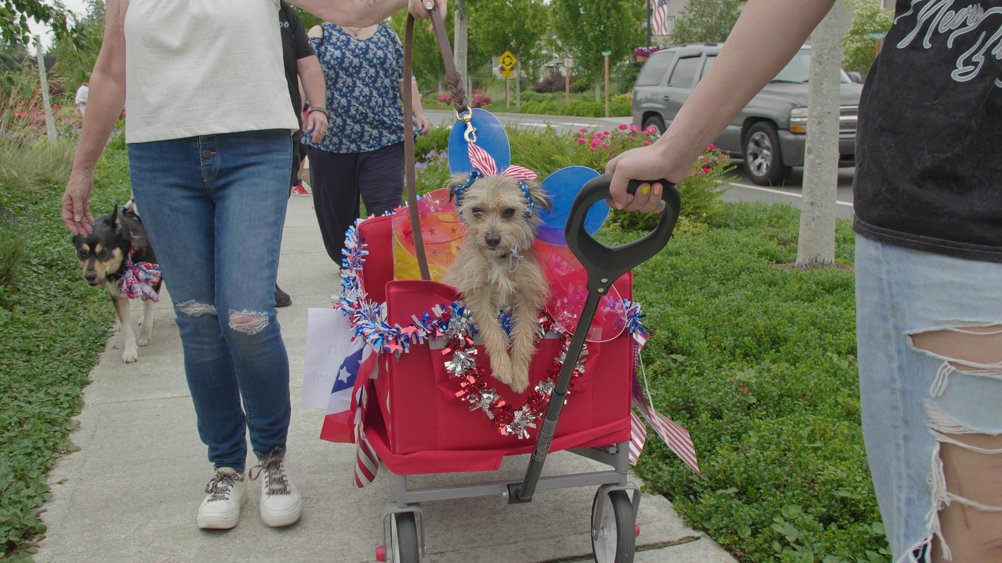 Pet Friendly Pup Parade at 4th of July Red, White & Lights