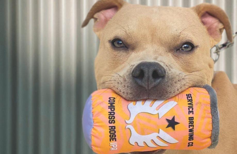 Pet Friendly Oktoberfest at Service Brewing Company