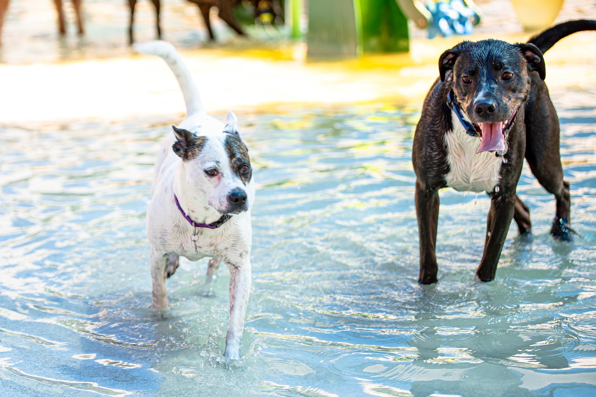 Pet Friendly Pooch Pool Party