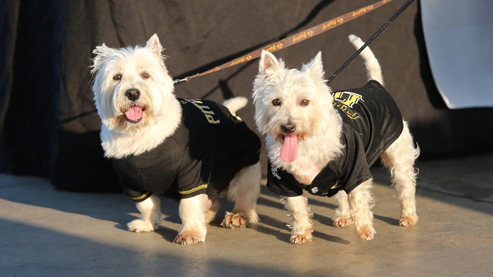 BringFido to Pup Night at PNC Park with the Pittsburgh Pirates