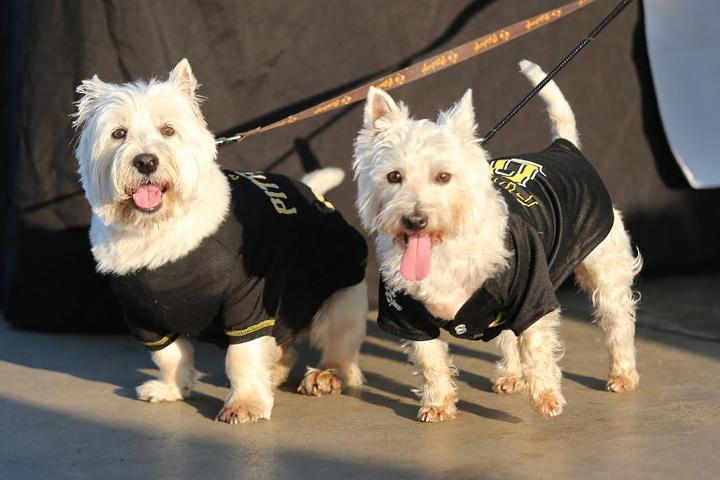 Pet Friendly Pup Night at PNC Park with the Pittsburgh Pirates