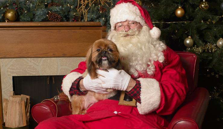 Pet Friendly Pet Portraits with Santa