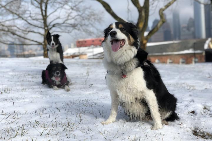 Pet Friendly Winter Dog Days at Governors Island