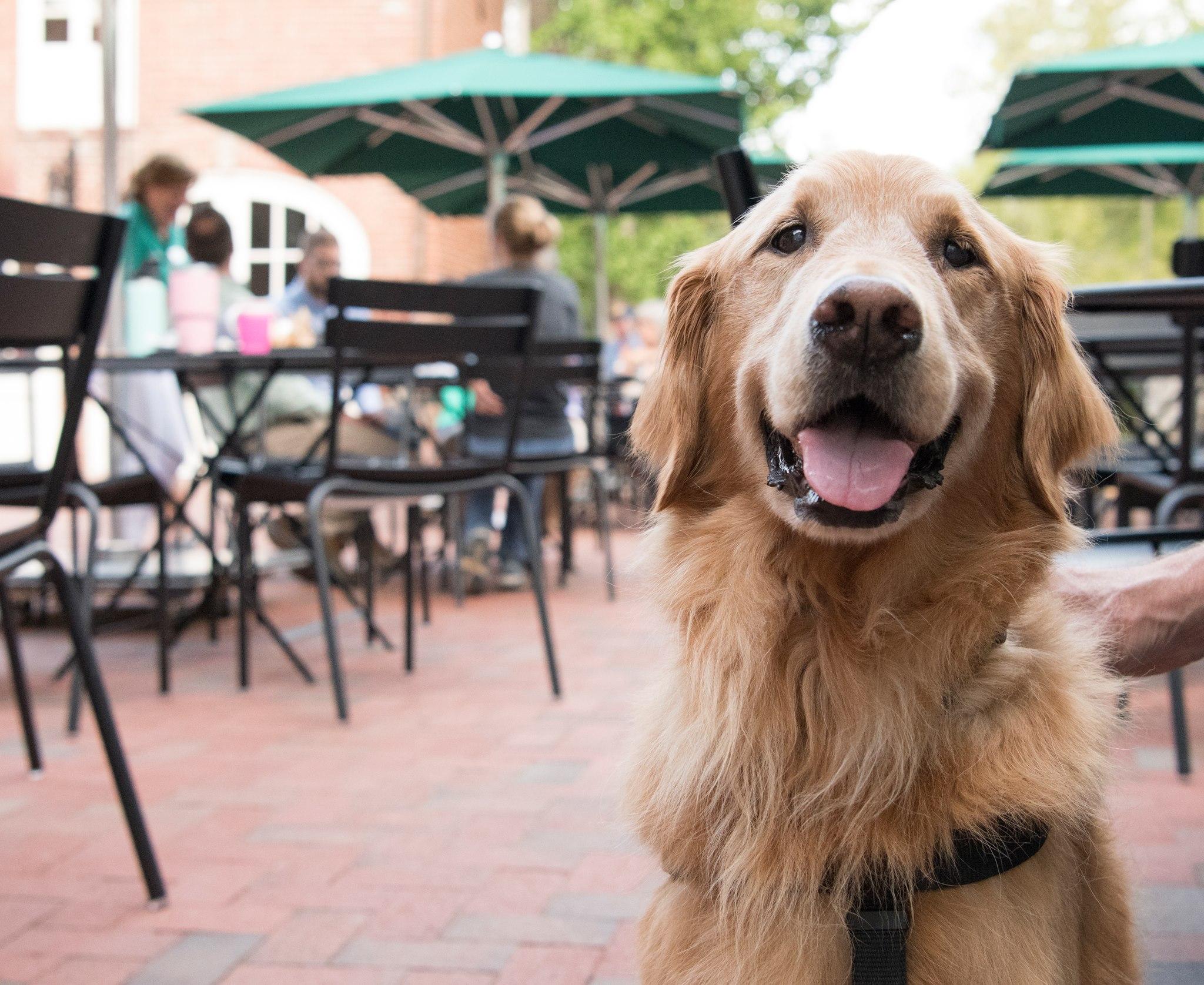 Pet Friendly Dog Nights of Summer at Cheekwood