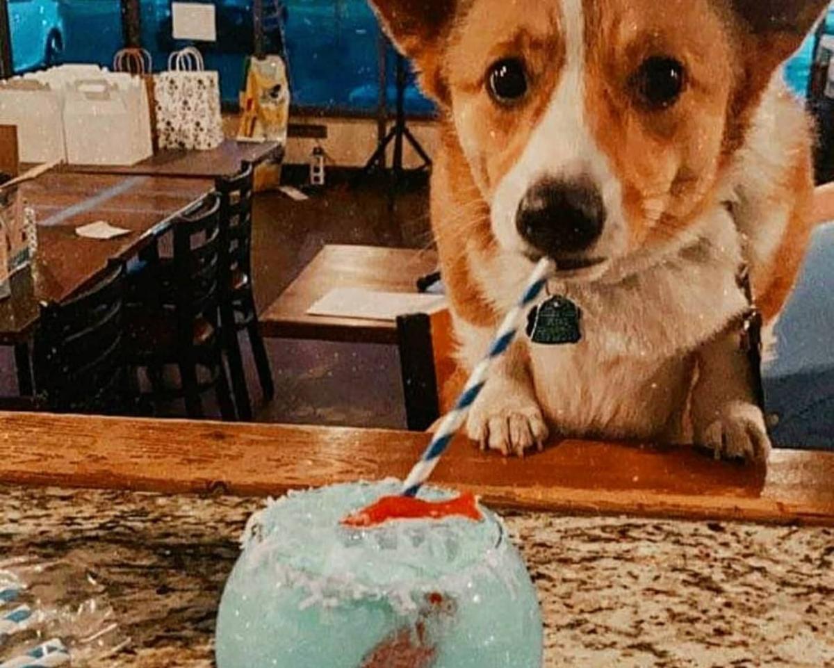 Dog Events In Colorado Bringfido
