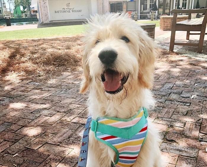 Pet Friendly Movie Monday at The Village of Baytowne Wharf