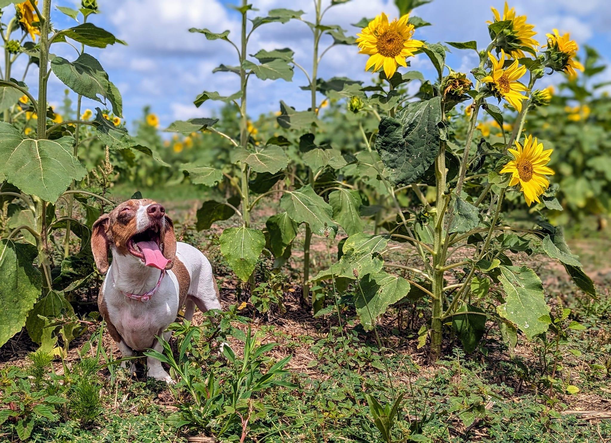 Pet Friendly South Carolina Sunflower Festival