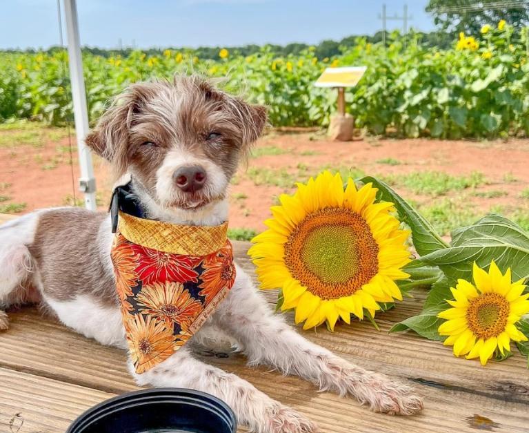 Pet Friendly South Carolina Sunflower Festival