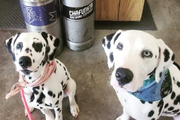 Dog Events In The United States Bringfido Pet Events For 2022 Alabama