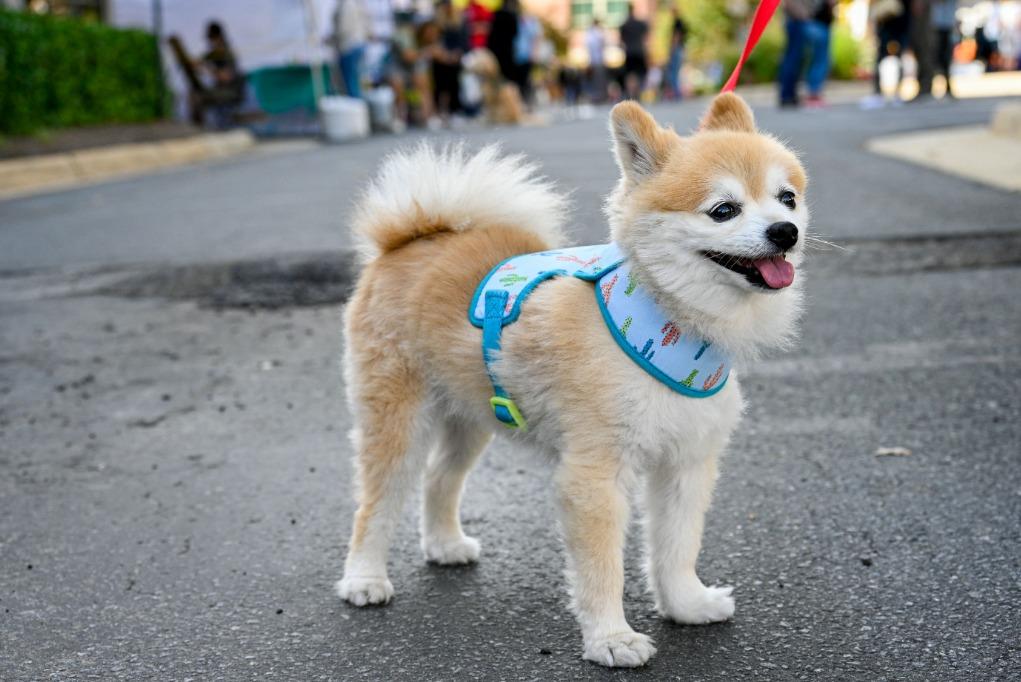 Pet Friendly Village at Leesburg Pet Festival