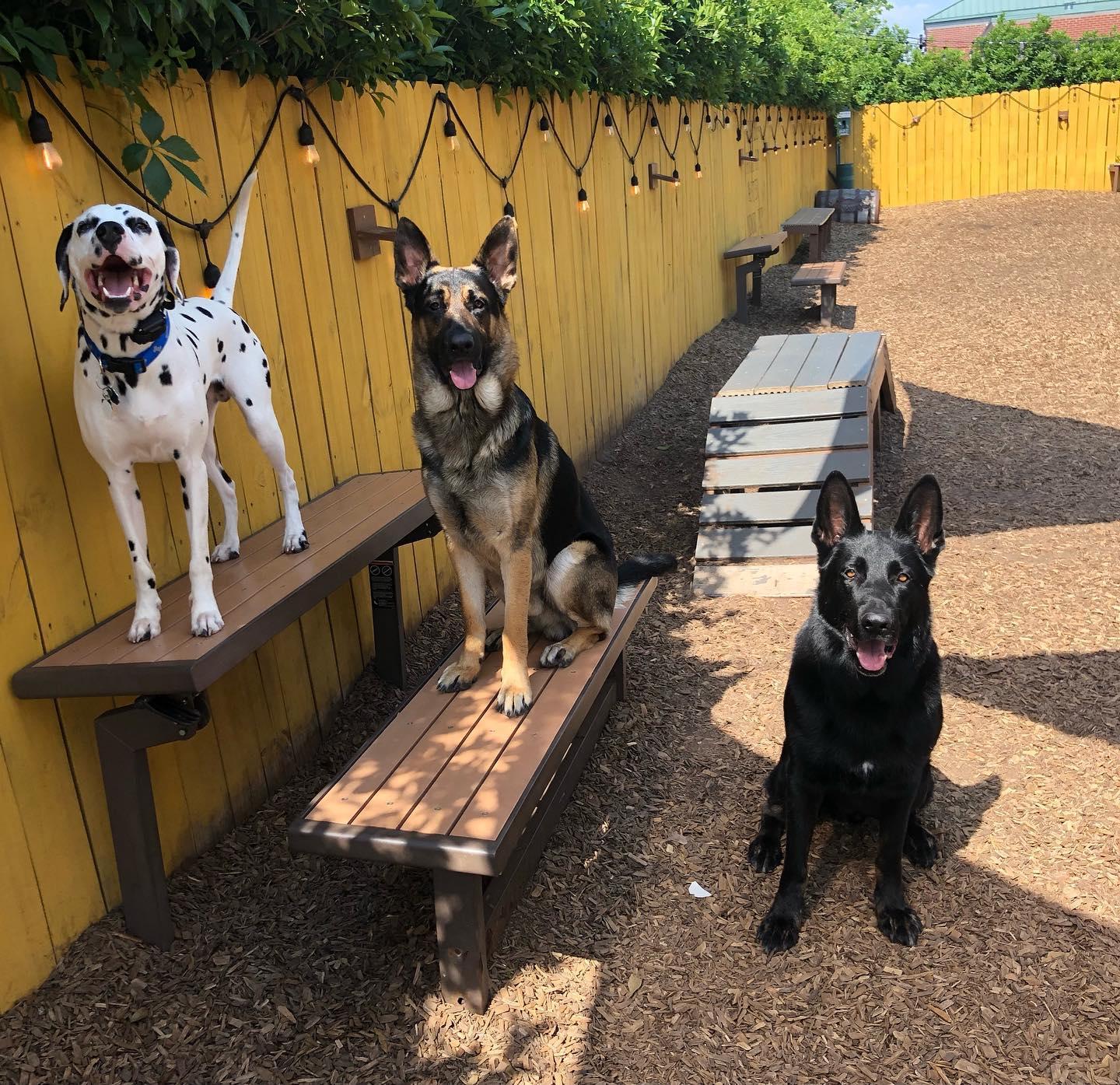 Pet Friendly Yappy Hour at The Unleashed Dog Bar