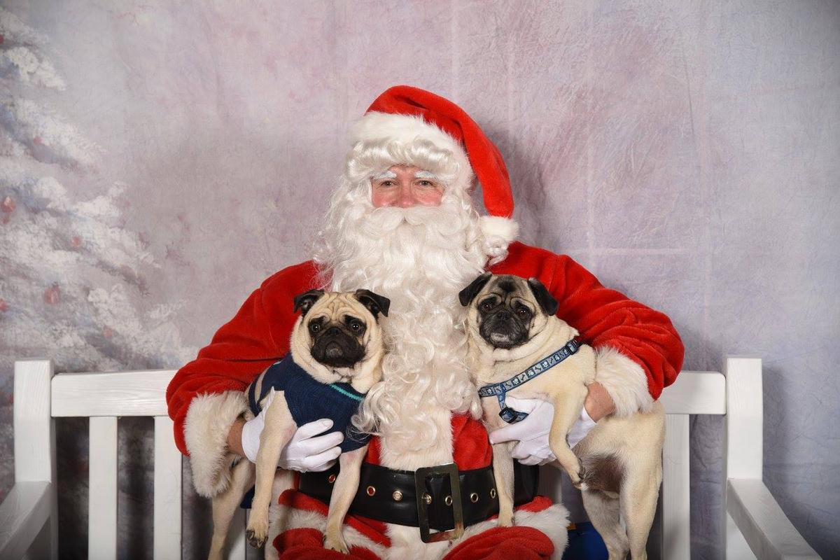 Picture Your Pet With Santa