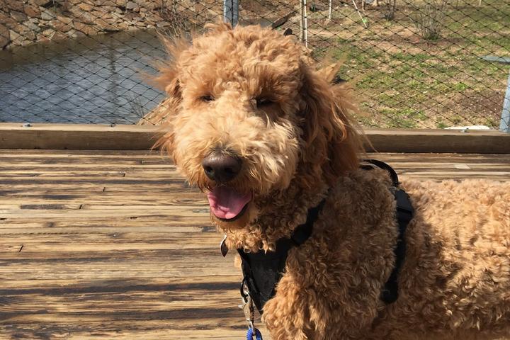 Dog Events In The United States Bringfido Pet Events For 2022 Alabama