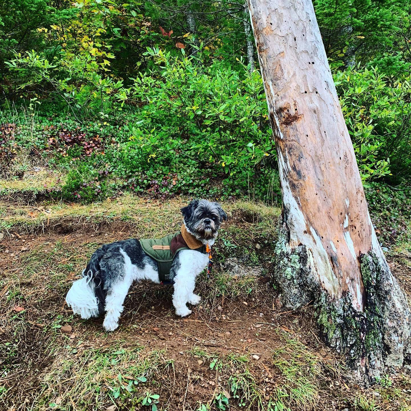 Pet Friendly Wagging Tails on Winman Trails