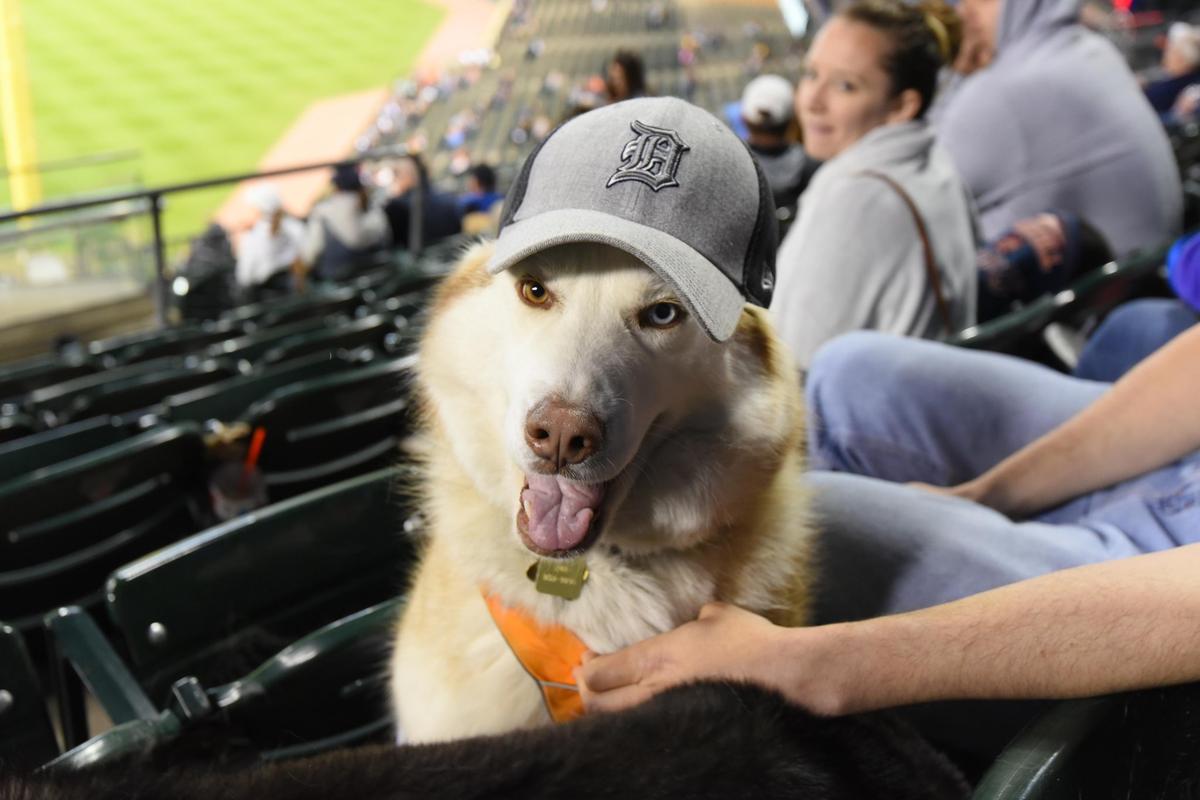 POSTPONED - Bark at the Park with the Detroit Tigers