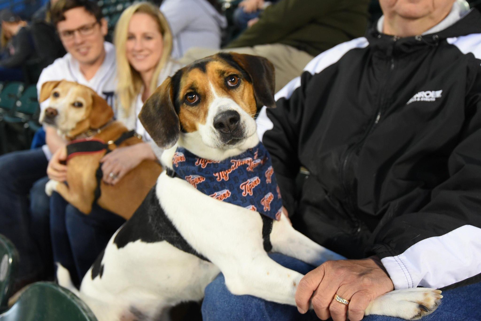 Pet Friendly Bark at the Park with the Detroit Tigers
