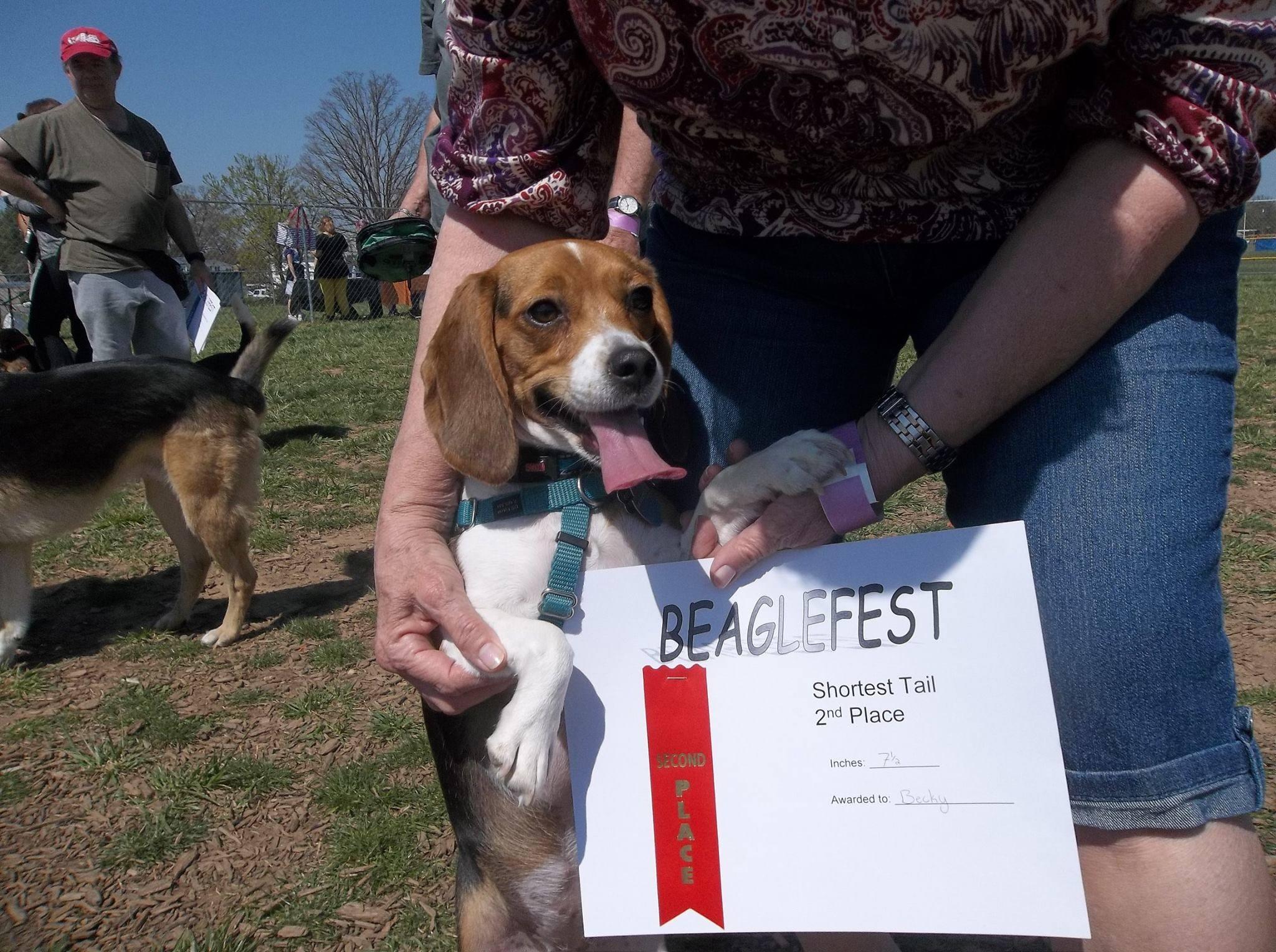 Pet Friendly BREW's Beaglefest