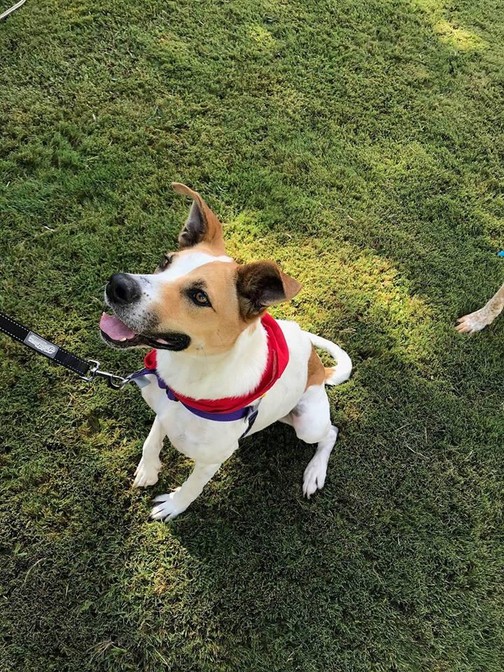 Pet Friendly Member Exclusive Dog Days at the San Antonio Botanical Garden