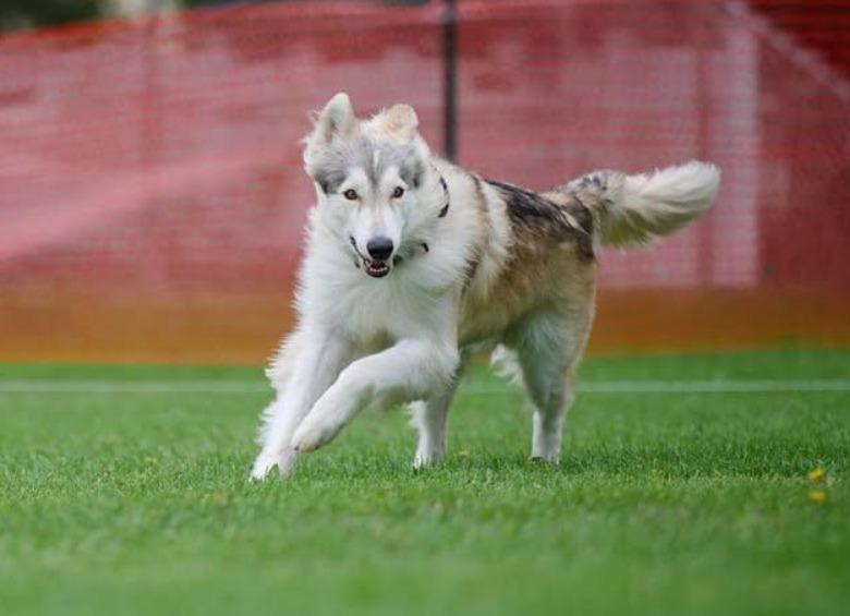 Pet Friendly Ulti-Mutt Dog Day