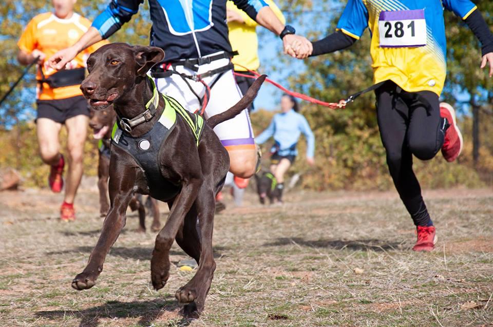 Pet Friendly Jog for the Dogs 5K