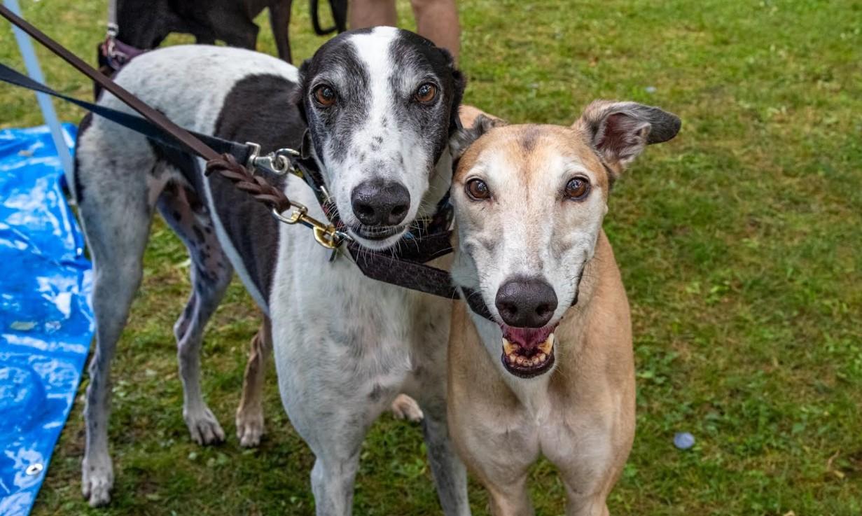 Pet Friendly Hugs for Hounds