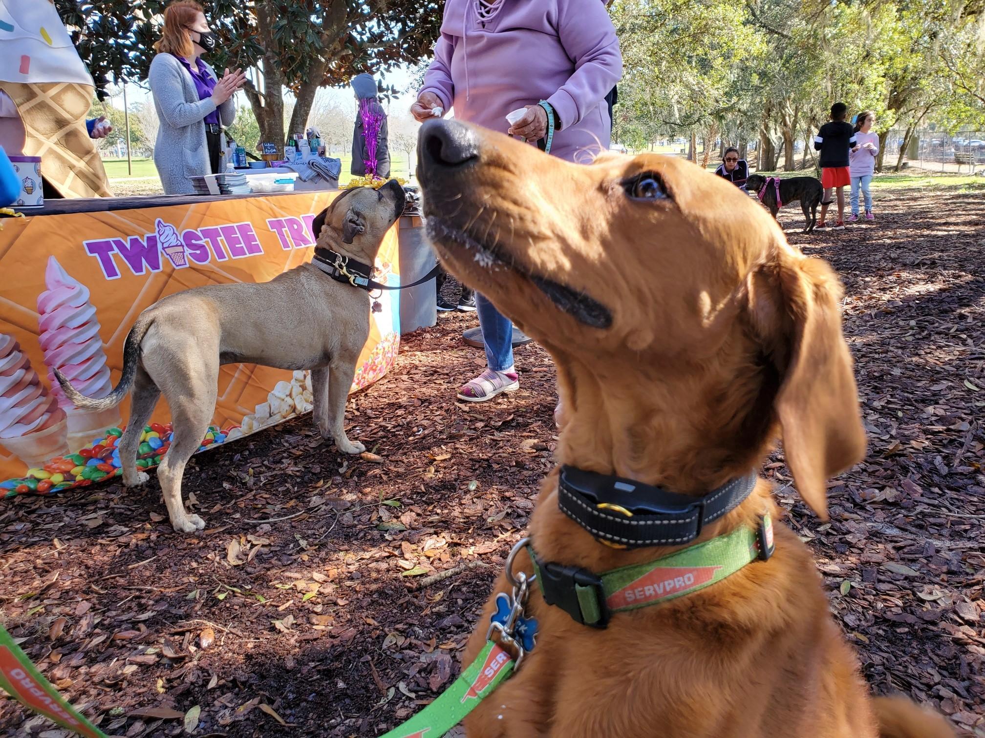 Pet Friendly Earthfest: Celebrate Arbor Day