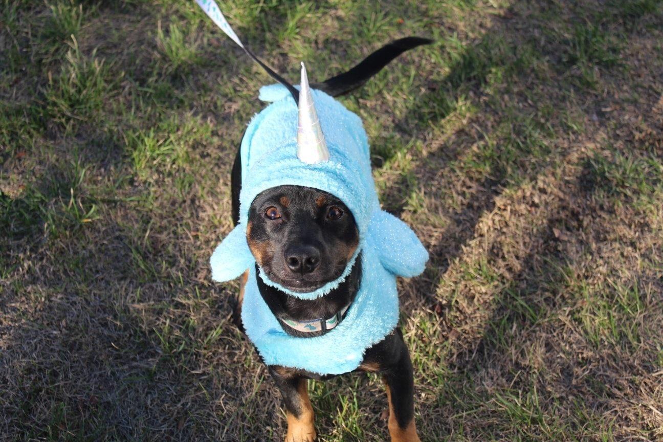 Pet Friendly Yappy Howl-O-Ween