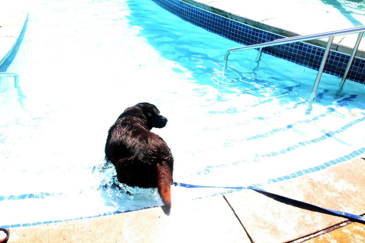 Pet Friendly Doggie Dip