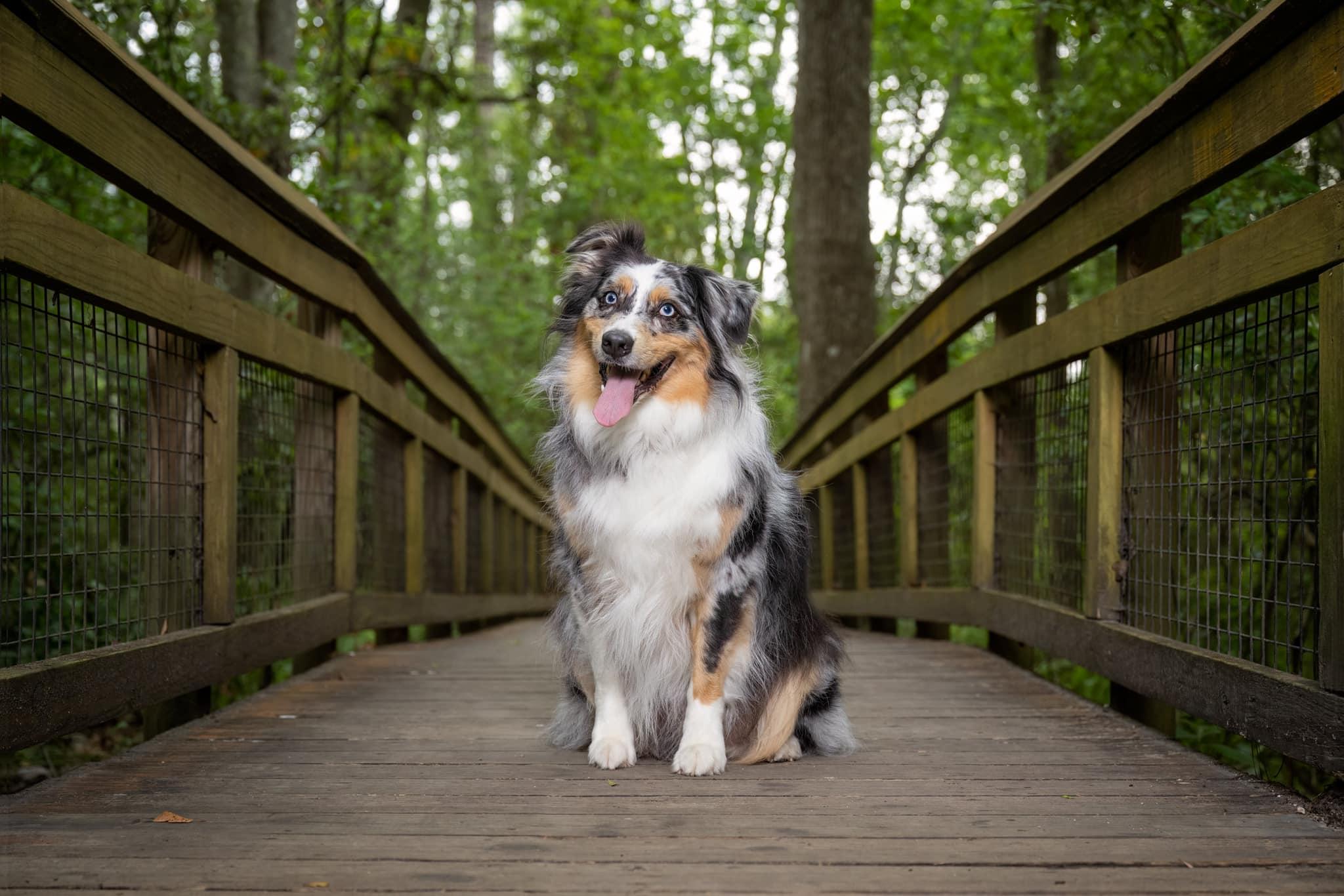 Pet Friendly Tails & Trails at the Jacksonville Arboretum & Botanical Gardens