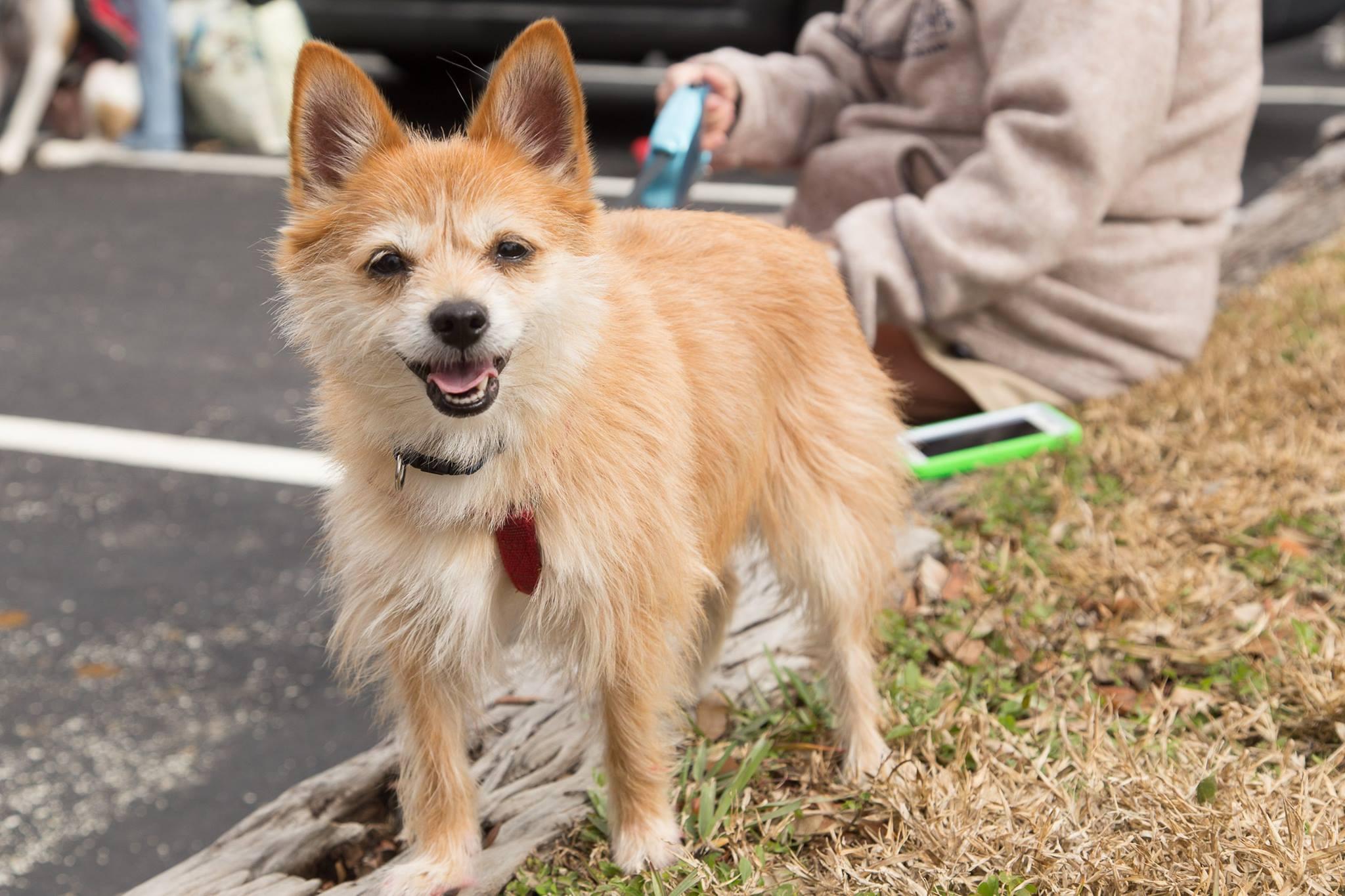 Mark your calendars friends. Yappy Hour with @districtdog is back! Grab  your furry friends and come hang on the patio this Thursday…