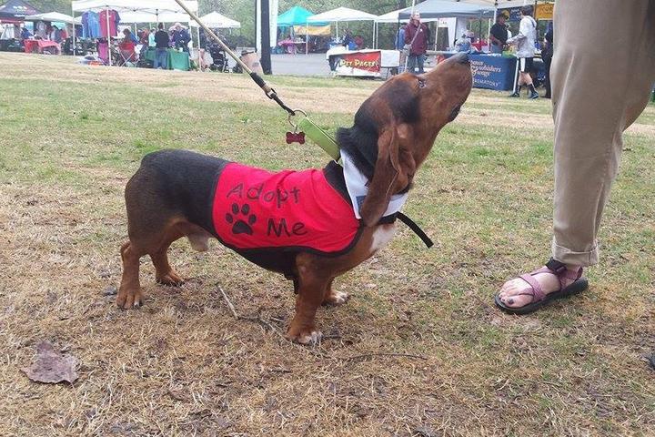 Pet Friendly Rescue Dog Games: Atlanta’s Dog Festival & Howl-O-Ween Party